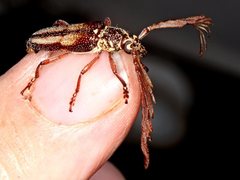 Piesarthrius marginellus