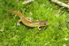 Desmognathus santeetlah