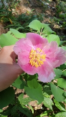 Paeonia daurica
