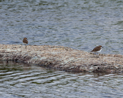 Charadrius javanicus