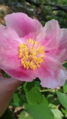 Paeonia daurica