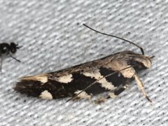 Macrobathra bigerella