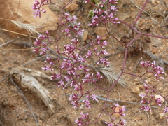 Chorizanthe