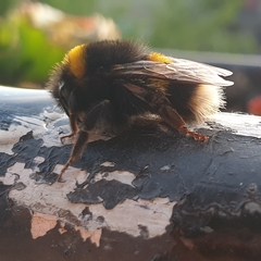 Bombus lucorum