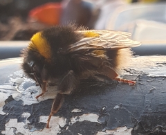 Bombus lucorum
