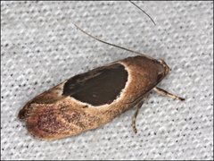 Hoplomorpha abalienella