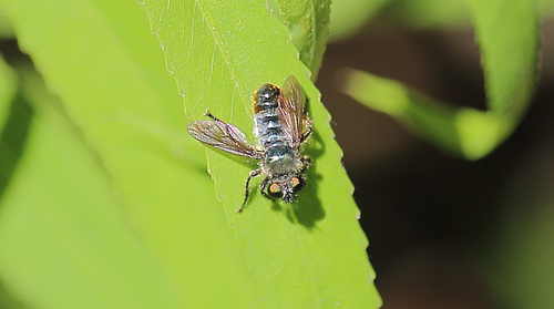 Hexameritia micans