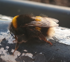 Bombus lucorum