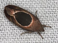 Hoplomorpha abalienella