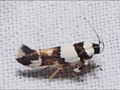 Macrobathra euryleuca