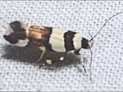 Macrobathra euryleuca