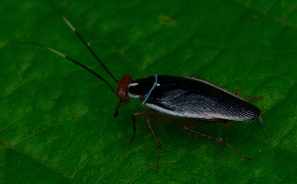 Euphyllodromia nigrochlamys