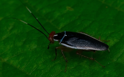Euphyllodromia nigrochlamys