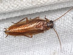 Choristima galerucoides