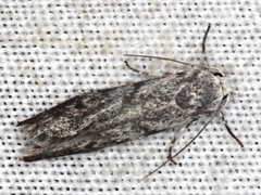 Lichenaula onychotypa