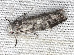 Lichenaula onychotypa