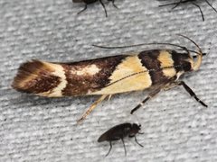 Macrobathra chrysotoxa