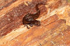 Desmognathus wrighti