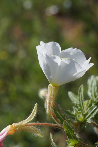 Image of Oenothera engelmannii by (c) Lyrae, some rights reserved (CC BY)