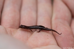Desmognathus wrighti