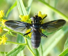 Galactomyia