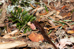 Desmognathus wrighti