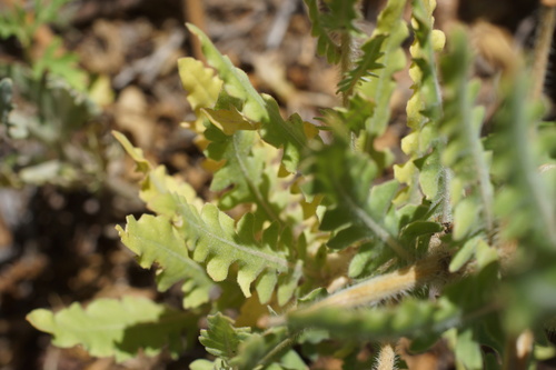 Image of Oenothera engelmannii by (c) Lyrae, some rights reserved (CC BY)