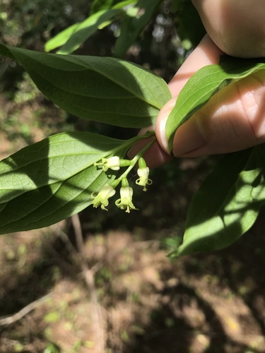 Schoepfia jasminodora, photograph 1