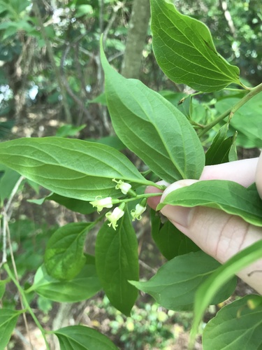 Schoepfia jasminodora, photograph 2