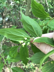 Schoepfia jasminodora, photograph author not stated, no rights reserved