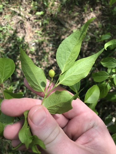 Schoepfia jasminodora, photograph 4