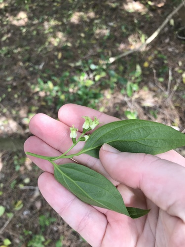 Schoepfia jasminodora, photograph 5