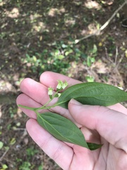 Schoepfia jasminodora, photograph author not stated, no rights reserved