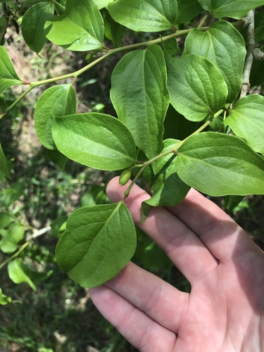Schoepfia jasminodora, photograph 3