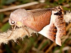 Niceteria macrocosma