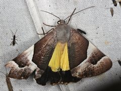 Niceteria macrocosma