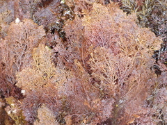 Microcladia borealis