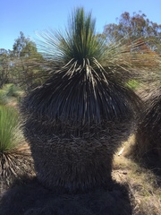 Xanthorrhoea glauca