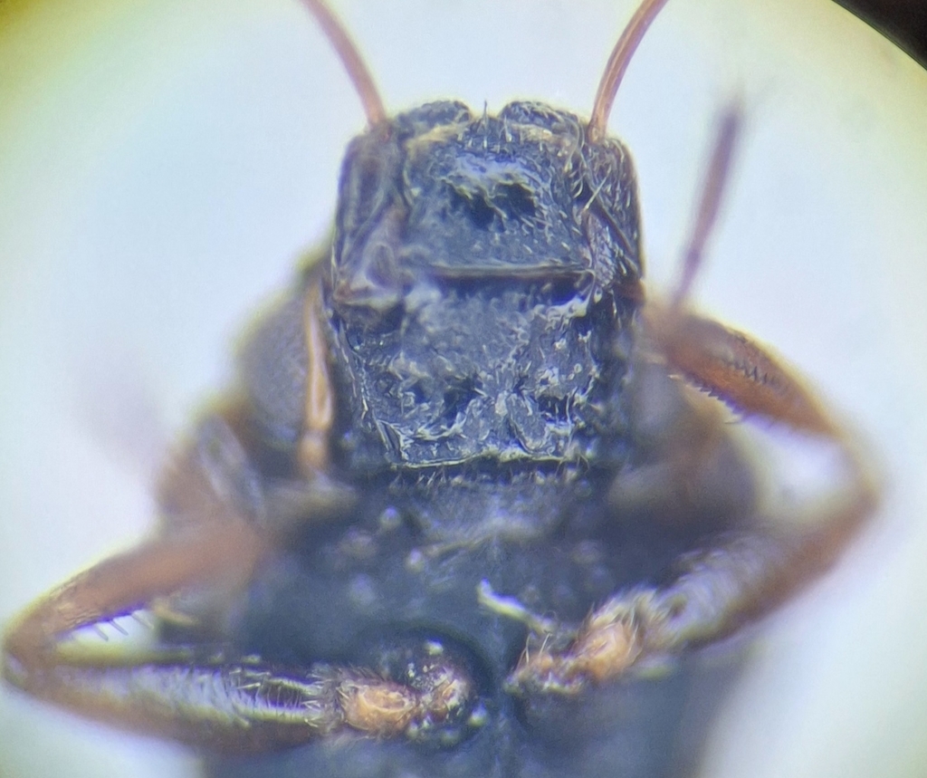 Hydraena petila