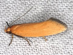 Microbela monodyas