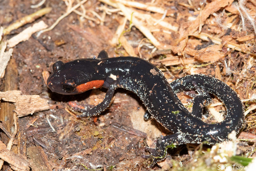 Red-cheeked Salamander