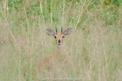 Raphicerus campestris steinhardti