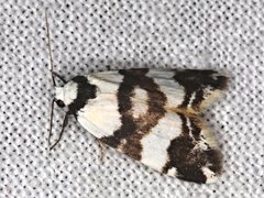 Thallarcha albicollis