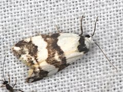 Thallarcha albicollis