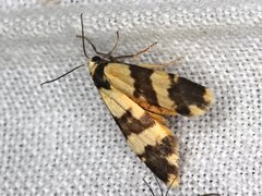 Thallarcha chrysochares