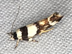 Macrobathra euryleuca