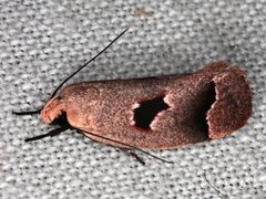 Acanthodela erythrosema