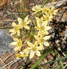 Triteleia dudleyi