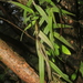 Epidendrum calyptratoides - Photo (c) Apipa, algunos derechos reservados (CC BY-NC), subido por Apipa