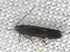 Aproaerema isoscelixantha